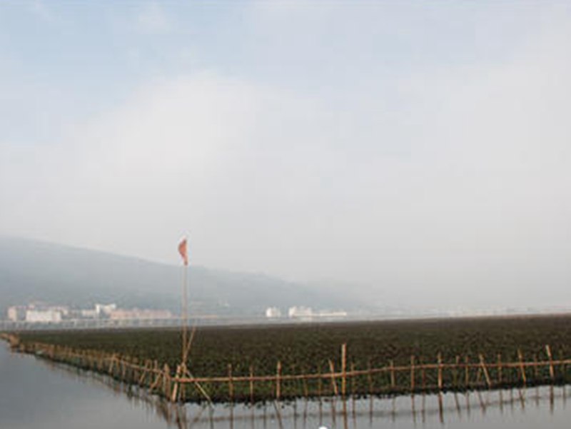 滇池圈養水葫蘆變寶貝，圈養總面積達九千畝