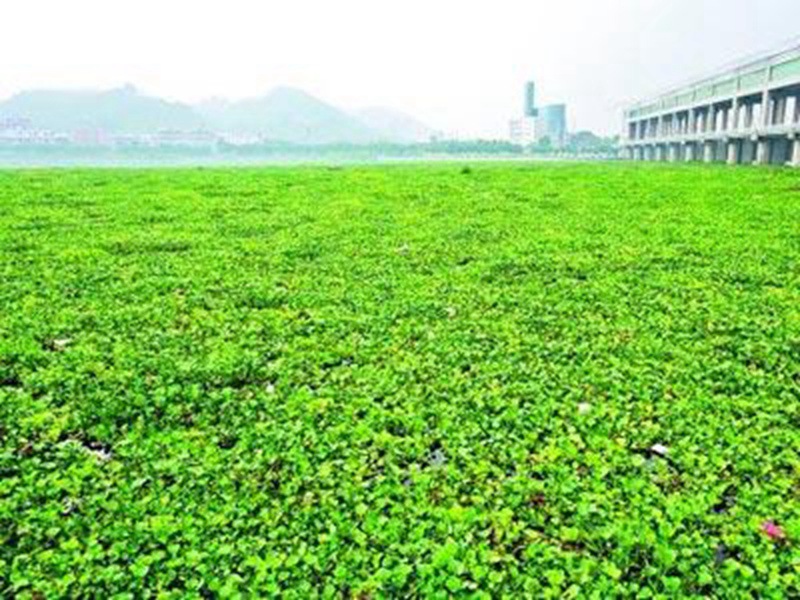 大量水葫蘆入侵晉江，晉江水質受影響